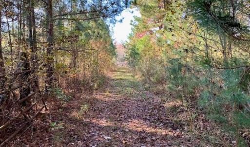 Photo of SOLD!!  27 Acres of Hunting and Timber Land For Sale in Lenoir County NC!