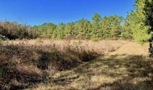 Photo of SOLD!!  27 Acres of Hunting and Timber Land For Sale in Lenoir County NC!