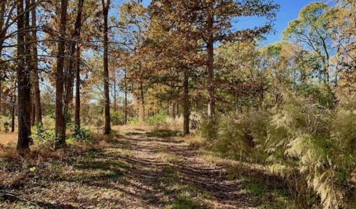Photo of SOLD!!  27 Acres of Hunting and Timber Land For Sale in Lenoir County NC!