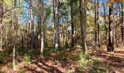 Photo of SOLD!!  27 Acres of Hunting and Timber Land For Sale in Lenoir County NC!