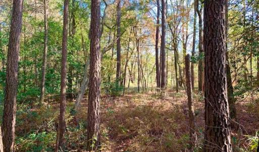 Photo of SOLD!!  27 Acres of Hunting and Timber Land For Sale in Lenoir County NC!