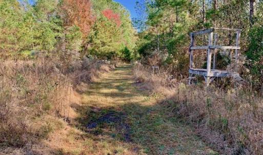 Photo of SOLD!!  27 Acres of Hunting and Timber Land For Sale in Lenoir County NC!