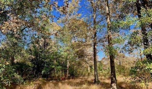 Photo of SOLD!!  27 Acres of Hunting and Timber Land For Sale in Lenoir County NC!