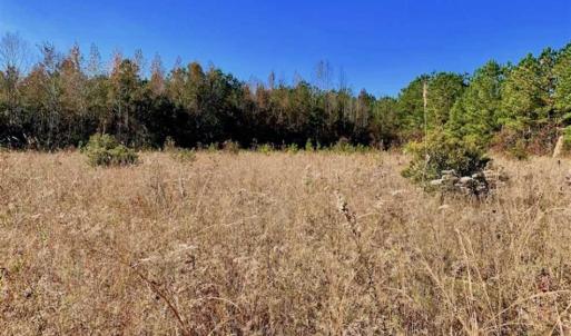 Photo of SOLD!!  27 Acres of Hunting and Timber Land For Sale in Lenoir County NC!