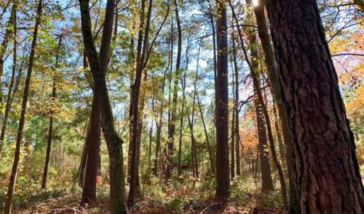 Photo of SOLD!!  27 Acres of Hunting and Timber Land For Sale in Lenoir County NC!