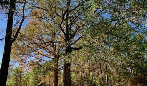 Photo of SOLD!!  27 Acres of Hunting and Timber Land For Sale in Lenoir County NC!