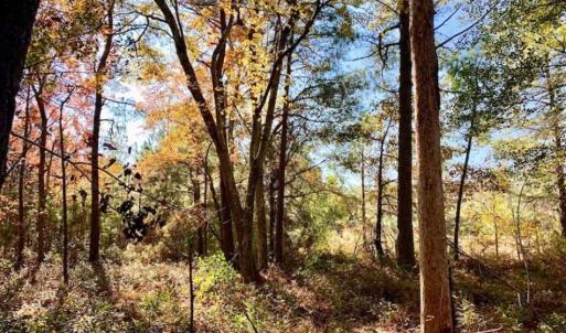 Photo of SOLD!!  27 Acres of Hunting and Timber Land For Sale in Lenoir County NC!