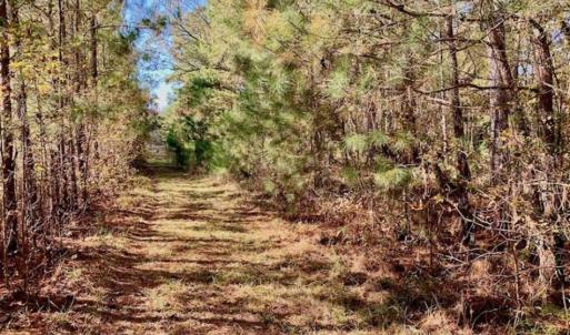 Photo of SOLD!!  27 Acres of Hunting and Timber Land For Sale in Lenoir County NC!