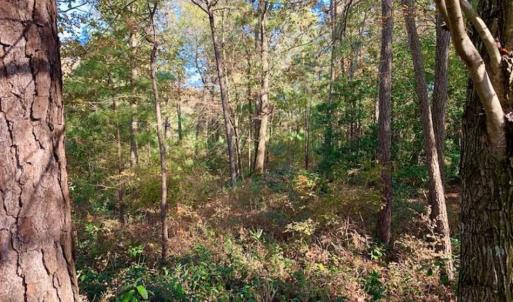 Photo of SOLD!!  27 Acres of Hunting and Timber Land For Sale in Lenoir County NC!