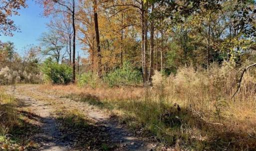 Photo of SOLD!!  27 Acres of Hunting and Timber Land For Sale in Lenoir County NC!