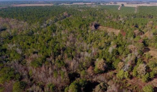 Photo of SOLD!!  27 Acres of Hunting and Timber Land For Sale in Lenoir County NC!