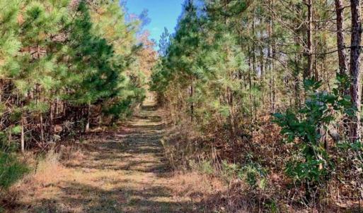 Photo of SOLD!!  27 Acres of Hunting and Timber Land For Sale in Lenoir County NC!
