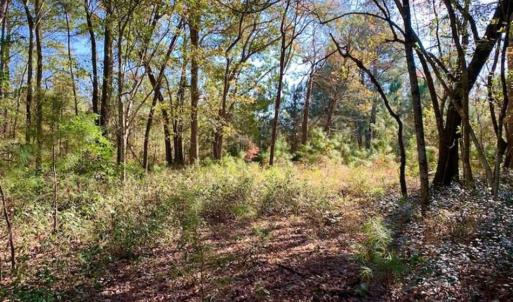 Photo of SOLD!!  27 Acres of Hunting and Timber Land For Sale in Lenoir County NC!