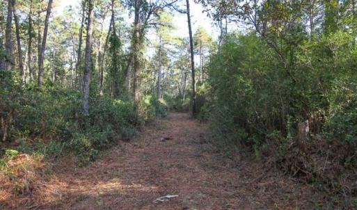 Photo of SOLD!!  65 Acres of Hunting Land with Home For Sale in Hyde County NC!