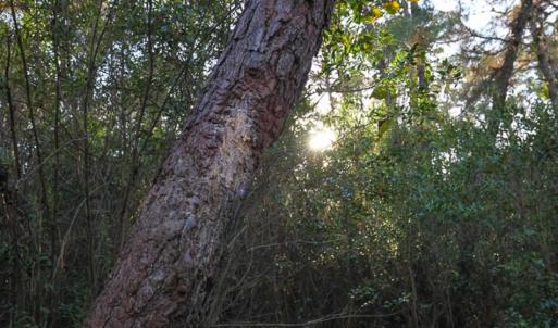 Photo of SOLD!!  65 Acres of Hunting Land with Home For Sale in Hyde County NC!