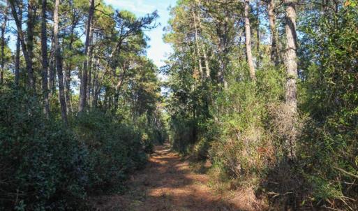 Photo of SOLD!!  65 Acres of Hunting Land with Home For Sale in Hyde County NC!