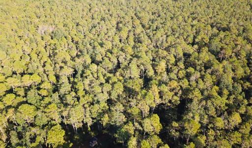 Photo of SOLD!!  65 Acres of Hunting Land with Home For Sale in Hyde County NC!