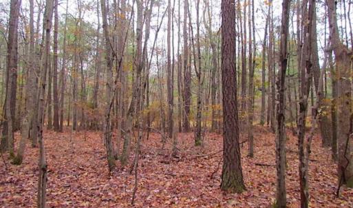 Photo of SOLD!!  10 Acres of Hunting For Sale in Accomack County VA!
