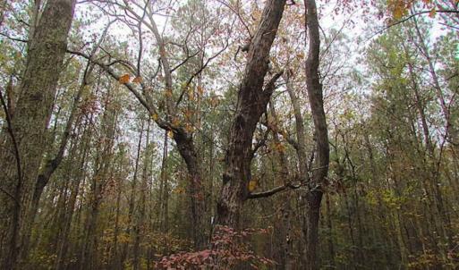 Photo of SOLD!!  10 Acres of Hunting For Sale in Accomack County VA!