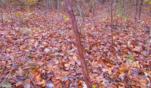 Photo of SOLD!!  10 Acres of Hunting For Sale in Accomack County VA!