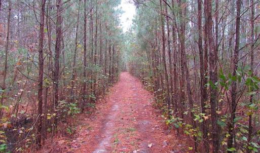 Photo of SOLD!!  10 Acres of Hunting For Sale in Accomack County VA!