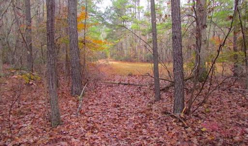 Photo of SOLD!!  10 Acres of Hunting For Sale in Accomack County VA!