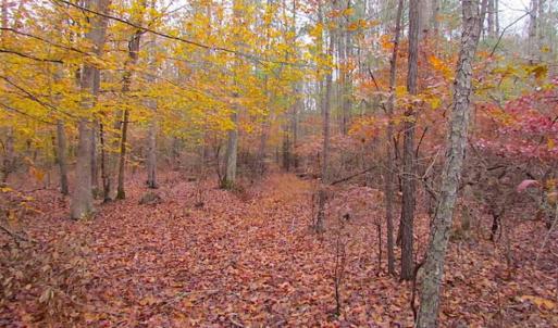 Photo of SOLD!!  10 Acres of Hunting For Sale in Accomack County VA!