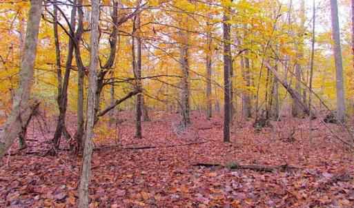 Photo of SOLD!!  10 Acres of Hunting For Sale in Accomack County VA!