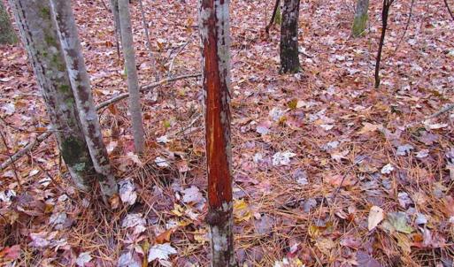 Photo of SOLD!!  10 Acres of Hunting For Sale in Accomack County VA!