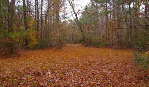 Photo of SOLD!!  10 Acres of Hunting For Sale in Accomack County VA!