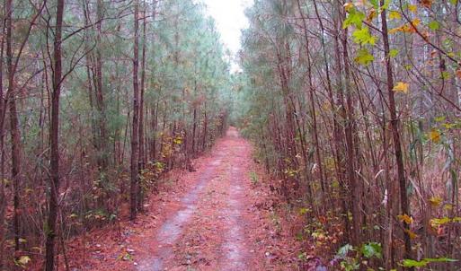 Photo of SOLD!!  10 Acres of Hunting For Sale in Accomack County VA!