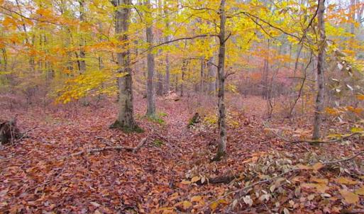 Photo of SOLD!!  10 Acres of Hunting For Sale in Accomack County VA!