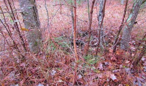 Photo of SOLD!!  10 Acres of Hunting For Sale in Accomack County VA!