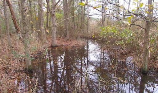 Photo of SOLD!!  10 Acres of Hunting For Sale in Accomack County VA!