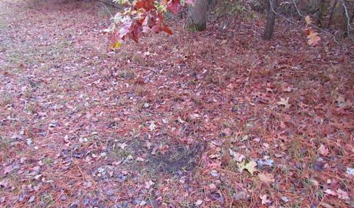 Photo of SOLD!!  10 Acres of Hunting For Sale in Accomack County VA!