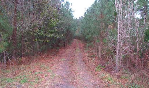 Photo of SOLD!!  10 Acres of Hunting For Sale in Accomack County VA!