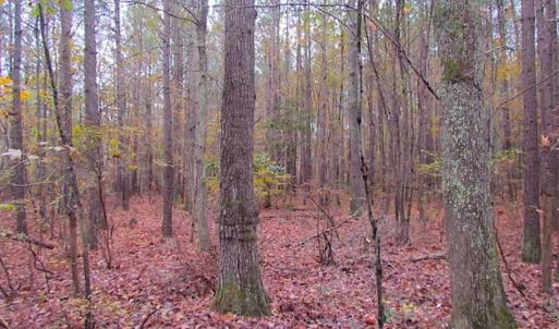 Photo of SOLD!!  10 Acres of Hunting For Sale in Accomack County VA!
