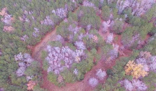 Photo of SOLD!!  10 Acres of Hunting For Sale in Accomack County VA!