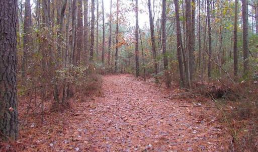 Photo of SOLD!!  10 Acres of Hunting For Sale in Accomack County VA!