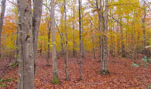 Photo of SOLD!!  10 Acres of Hunting For Sale in Accomack County VA!