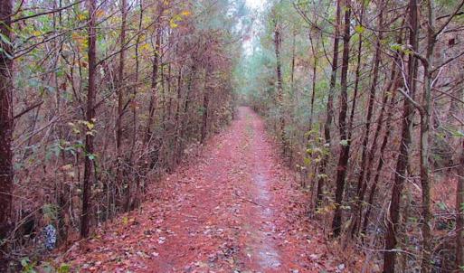 Photo of SOLD!!  10 Acres of Hunting For Sale in Accomack County VA!