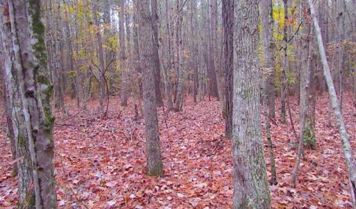 Photo of SOLD!!  10 Acres of Hunting For Sale in Accomack County VA!