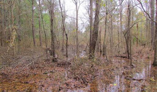 Photo of SOLD!!  10 Acres of Hunting For Sale in Accomack County VA!
