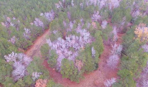 Photo of SOLD!!  10 Acres of Hunting For Sale in Accomack County VA!