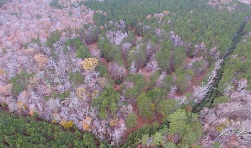 Photo of SOLD!!  10 Acres of Hunting For Sale in Accomack County VA!