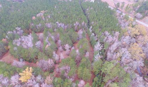 Photo of SOLD!!  10 Acres of Hunting For Sale in Accomack County VA!