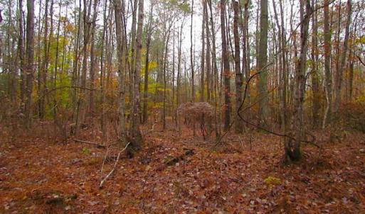 Photo of SOLD!!  10 Acres of Hunting For Sale in Accomack County VA!