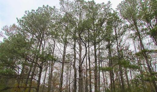 Photo of SOLD!!  10 Acres of Hunting For Sale in Accomack County VA!