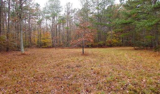 Photo of SOLD!!  10 Acres of Hunting For Sale in Accomack County VA!
