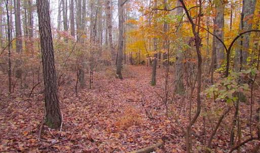 Photo of SOLD!!  10 Acres of Hunting For Sale in Accomack County VA!